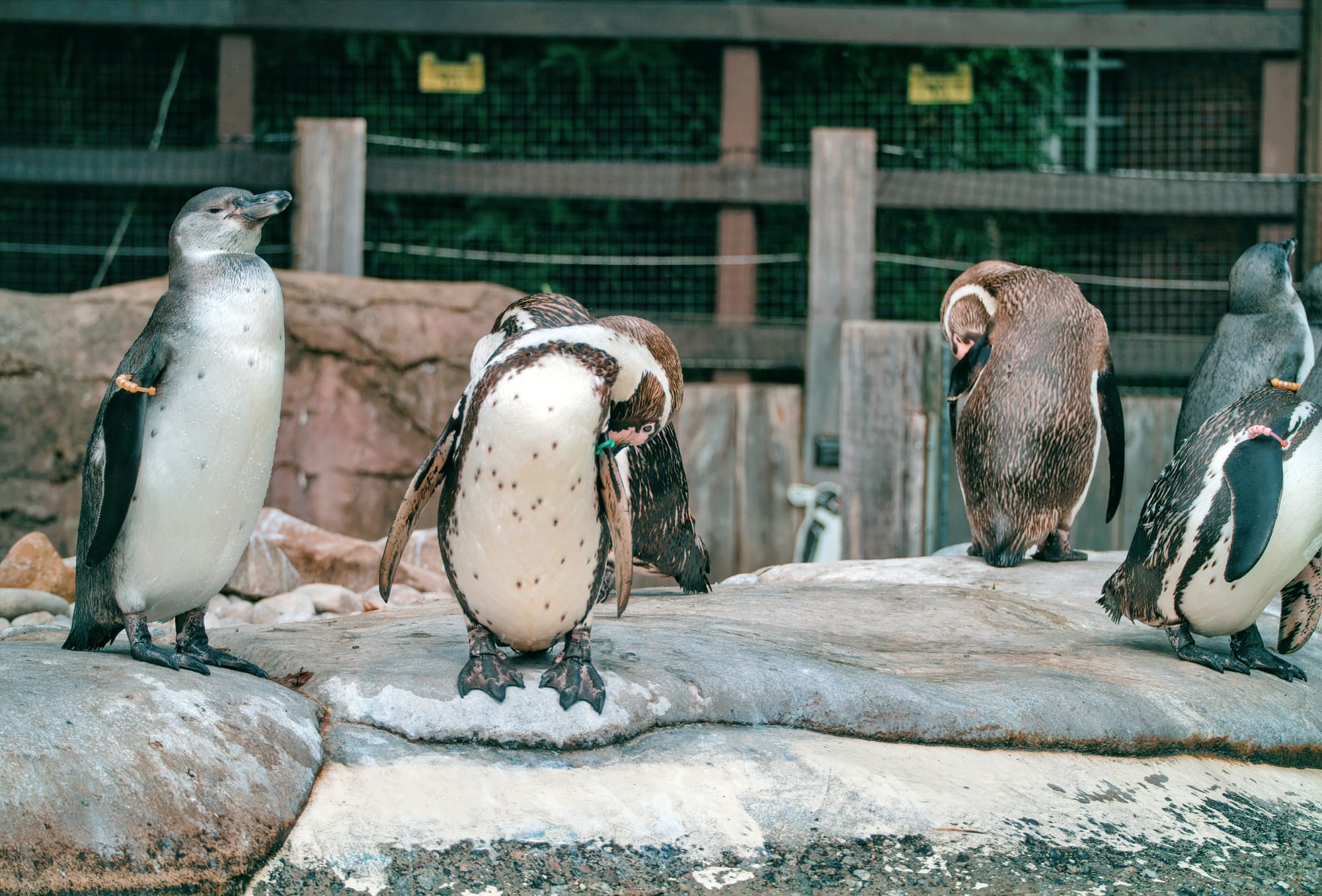 Image of Penguins at London Zoo